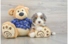Friendly Mini Bernedoodle Baby