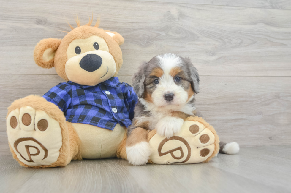 Friendly Mini Bernedoodle Baby