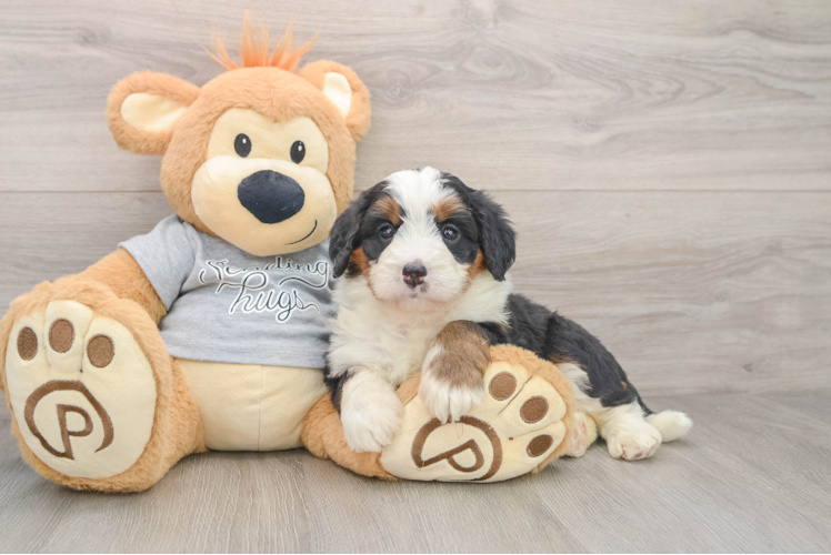 Playful Mini Bernesedoodle Poodle Mix Puppy