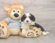 7 week old Mini Bernedoodle Puppy For Sale - Premier Pups