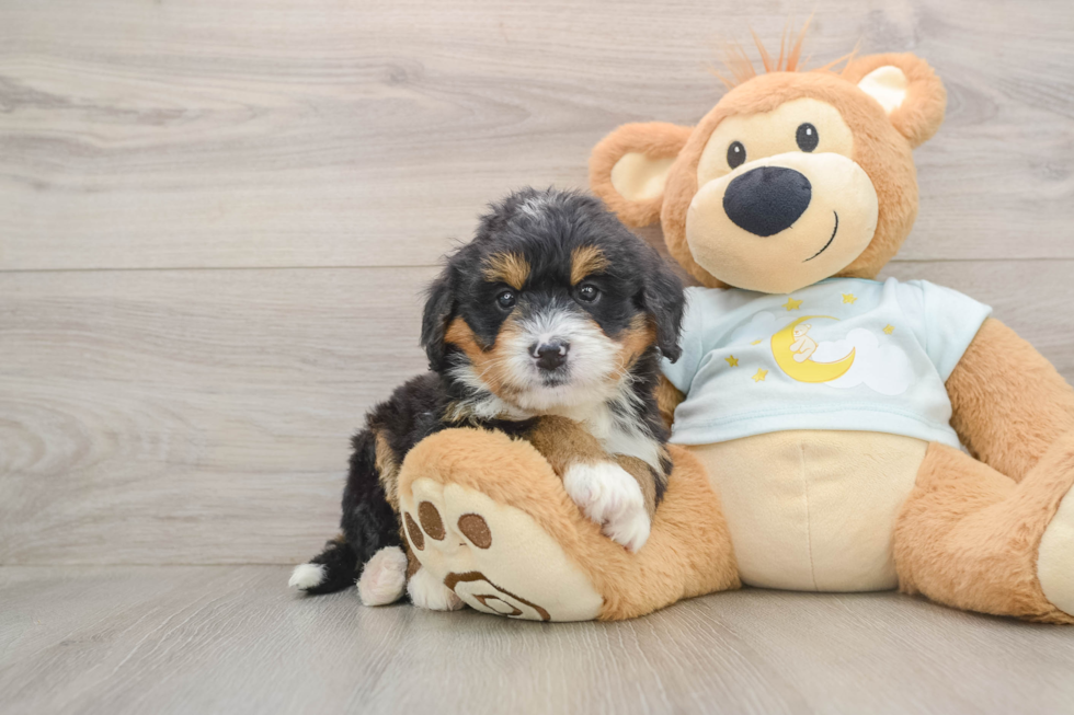Fluffy Mini Bernedoodle Poodle Mix Pup