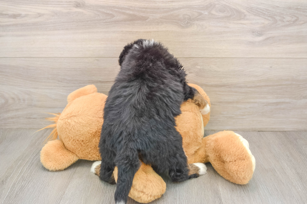 Best Mini Bernedoodle Baby