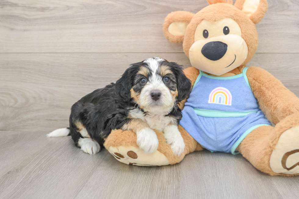 Best Mini Bernedoodle Baby