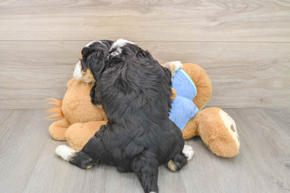 Mini Bernedoodle Pup Being Cute