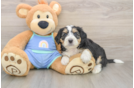 Best Mini Bernedoodle Baby