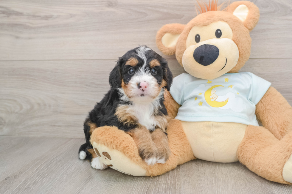 Energetic Mini Bernese Poodle Poodle Mix Puppy