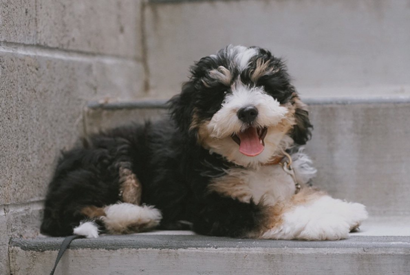 Mini Bernedoodle Generations: Multigen, F1BB, F2B & F3 & more 