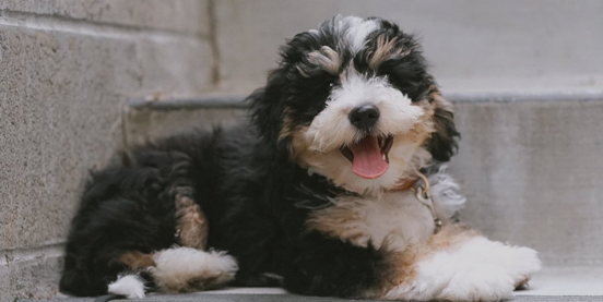 Mini Bernedoodle Generations: Multigen, F1BB, F2B & F3 & more