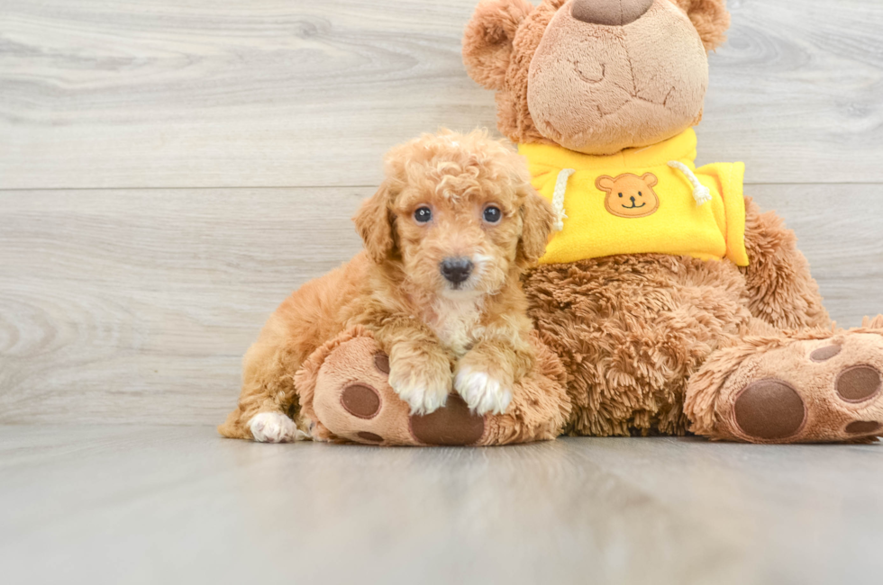 10 week old Mini Bernedoodle Puppy For Sale - Premier Pups