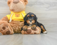 6 week old Mini Bernedoodle Puppy For Sale - Premier Pups