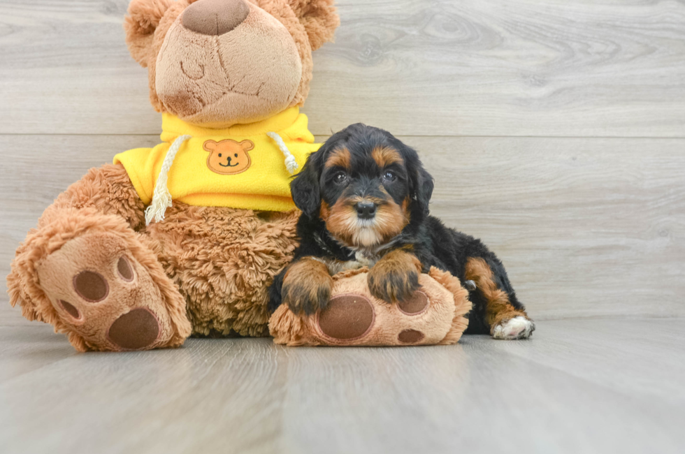 6 week old Mini Bernedoodle Puppy For Sale - Premier Pups