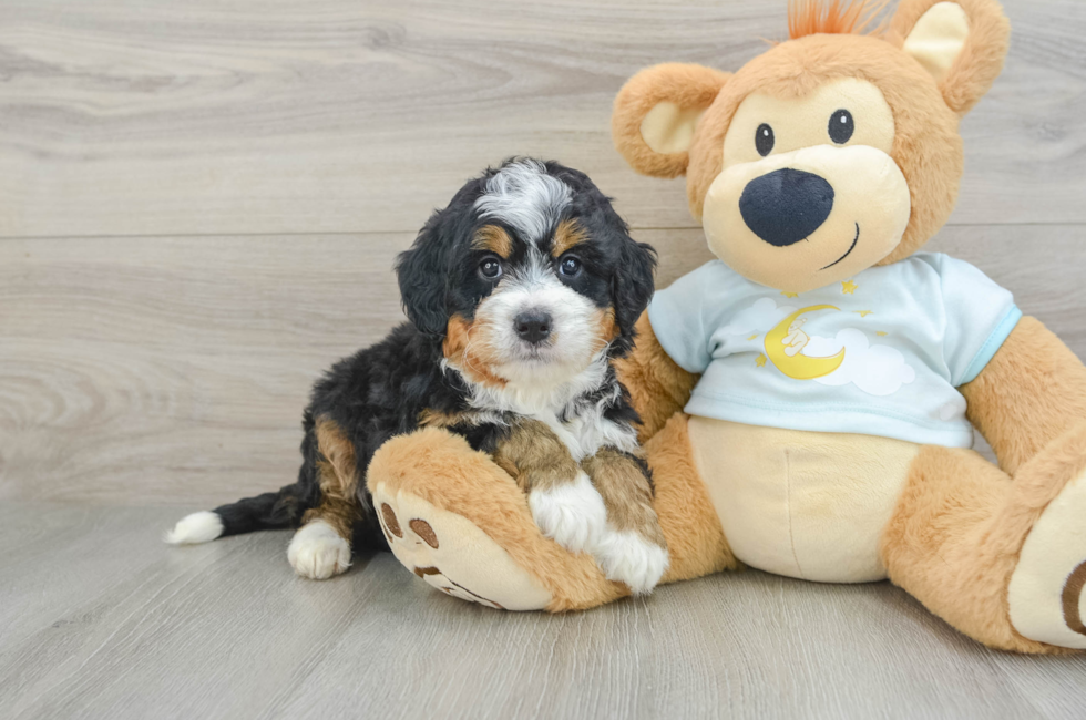 6 week old Mini Bernedoodle Puppy For Sale - Premier Pups