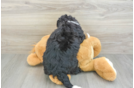 Hypoallergenic Bernadoodle Poodle Mix Puppy