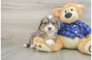 Fluffy Mini Bernedoodle Poodle Mix Pup