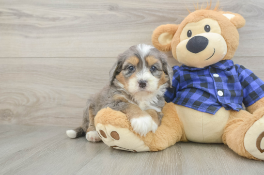 Fluffy Mini Bernedoodle Poodle Mix Pup