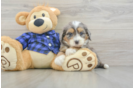 Funny Mini Bernedoodle Poodle Mix Pup
