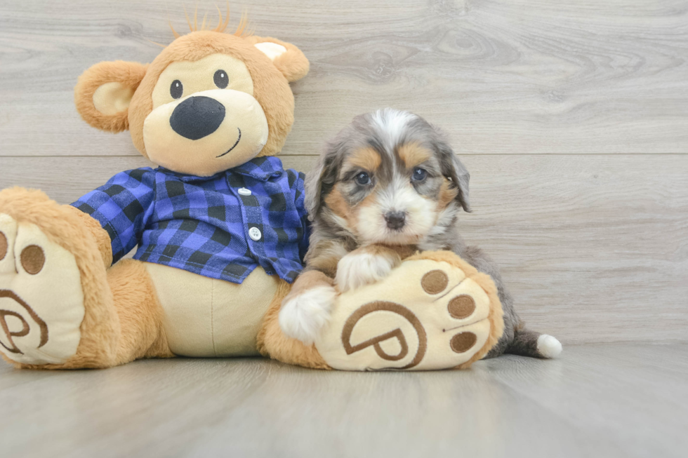 Funny Mini Bernedoodle Poodle Mix Pup