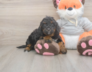 7 week old Mini Bernedoodle Puppy For Sale - Premier Pups