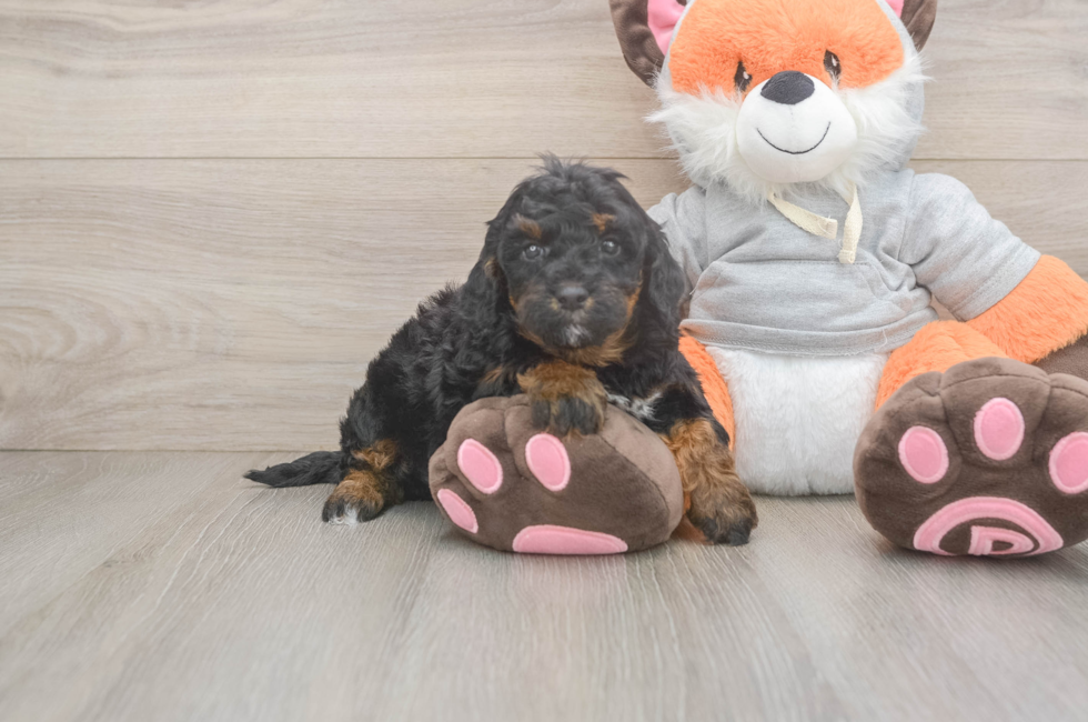 4 week old Mini Bernedoodle Puppy For Sale - Premier Pups