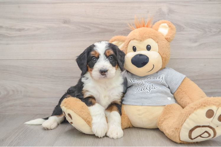 Hypoallergenic Mini Bernese Poodle Poodle Mix Puppy