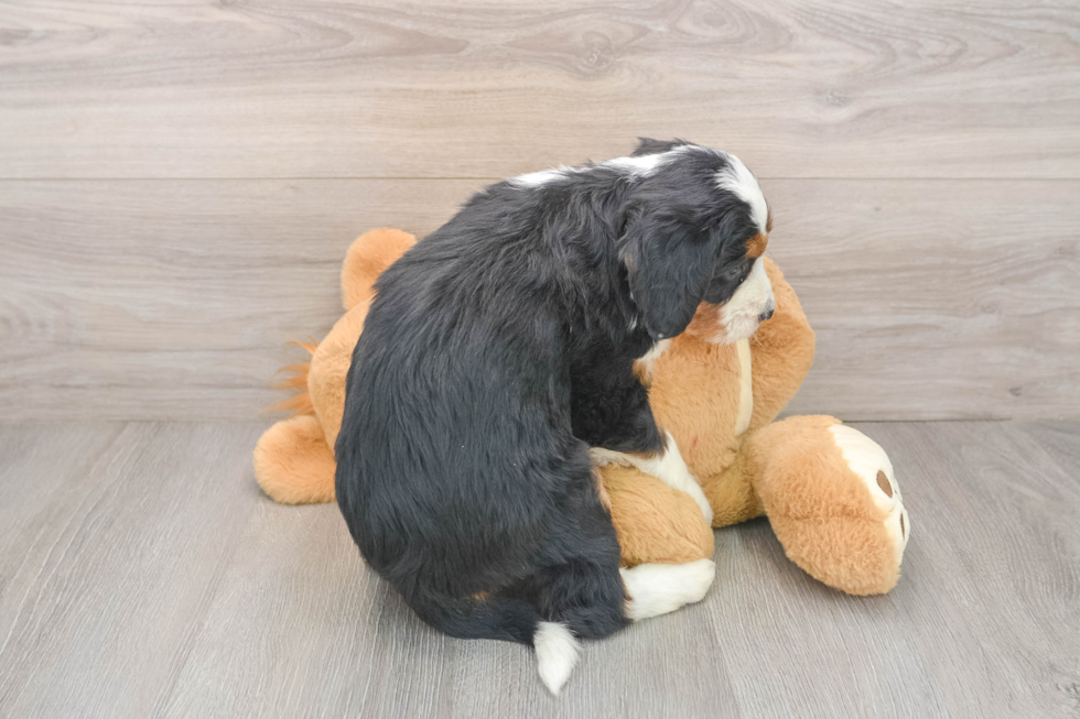 Smart Mini Bernedoodle Poodle Mix Pup