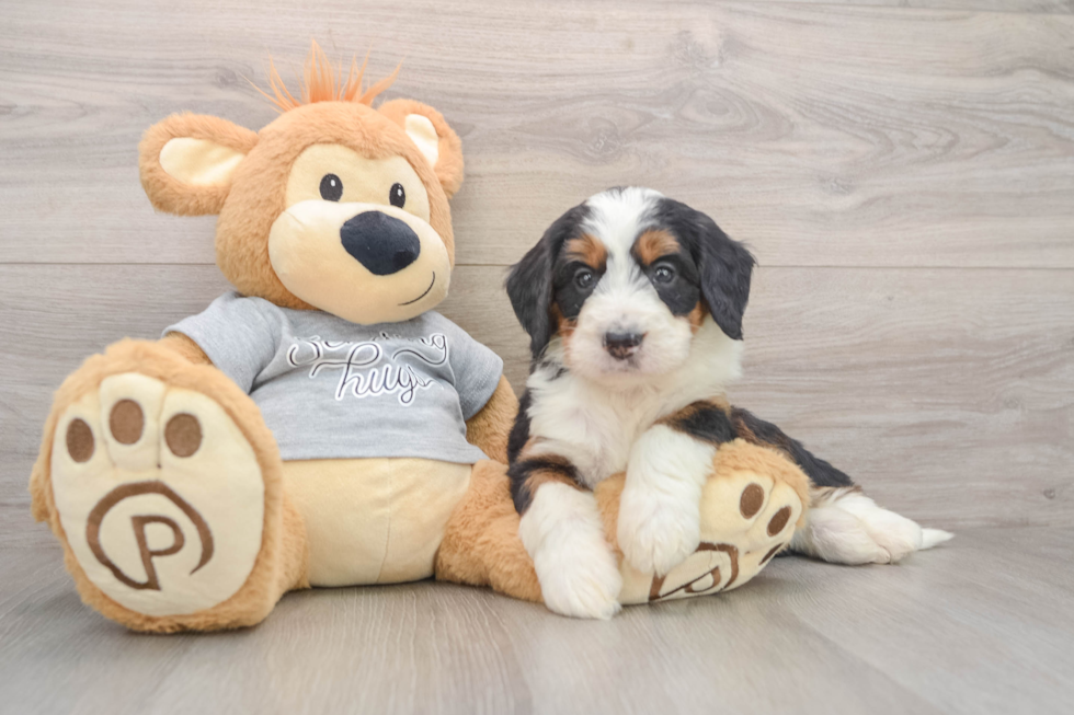 Fluffy Mini Bernedoodle Poodle Mix Pup