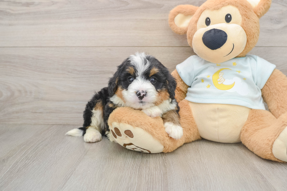 Mini Bernedoodle Puppy for Adoption