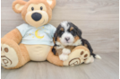 Adorable Bernadoodle Poodle Mix Puppy