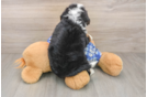 Hypoallergenic Bernese Doodle Poodle Mix Puppy