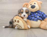 8 week old Mini Bernedoodle Puppy For Sale - Premier Pups
