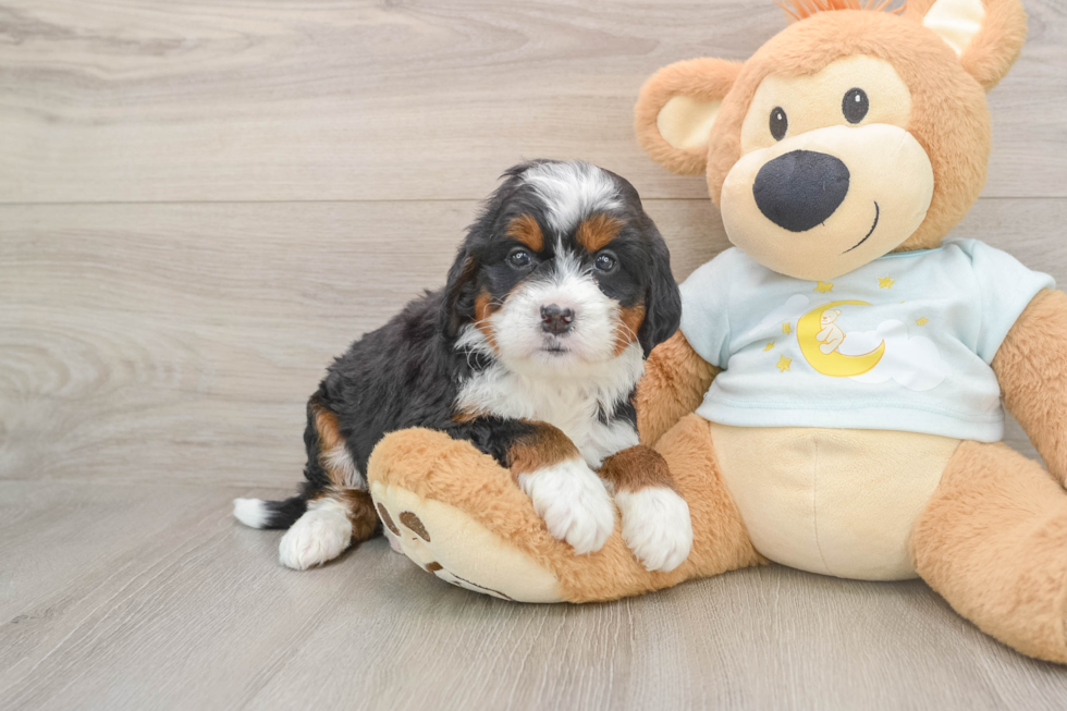 Adorable Bernese Doodle Poodle Mix Puppy