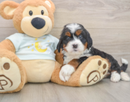 5 week old Mini Bernedoodle Puppy For Sale - Premier Pups