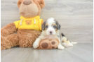 Mini Bernedoodle Pup Being Cute