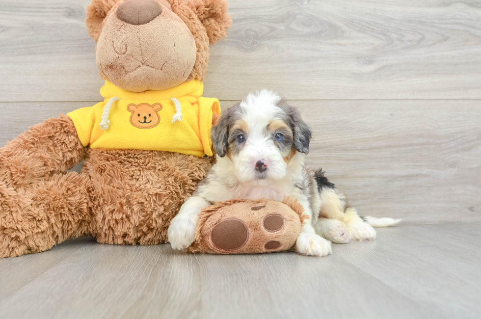 6 week old Mini Bernedoodle Puppy For Sale - Premier Pups