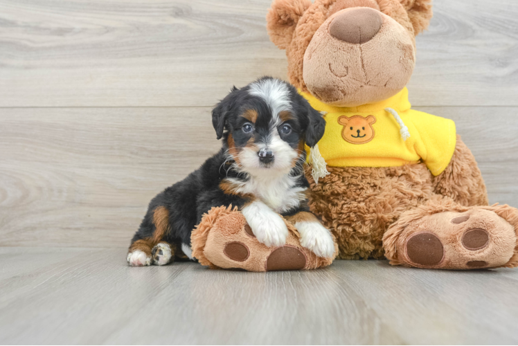 Mini Bernedoodle Pup Being Cute