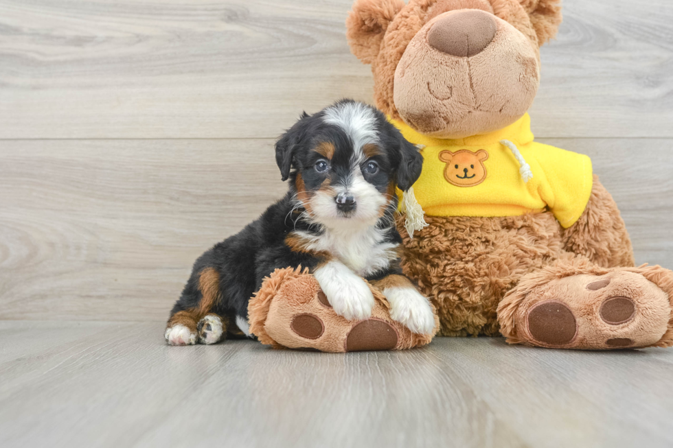 Mini Bernedoodle Pup Being Cute