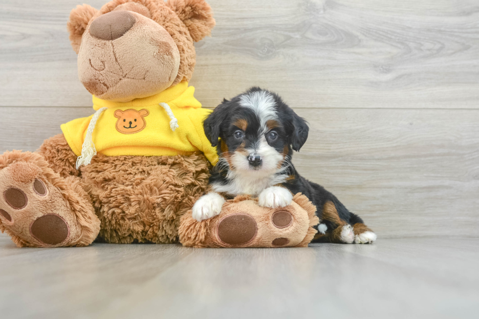 Mini Bernedoodle Puppy for Adoption