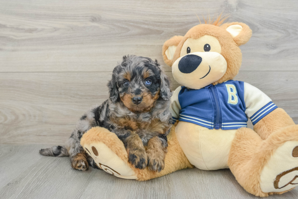 Adorable Mini Bernese Poodle Poodle Mix Puppy