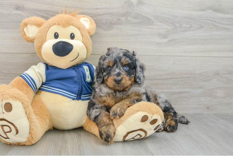 Mini Bernedoodle Puppy for Adoption