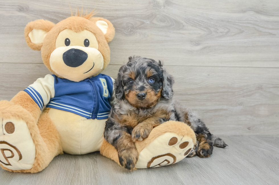 6 week old Mini Bernedoodle Puppy For Sale - Premier Pups