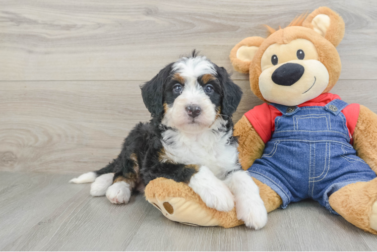 Mini Bernedoodle Pup Being Cute