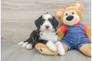 Mini Bernedoodle Pup Being Cute