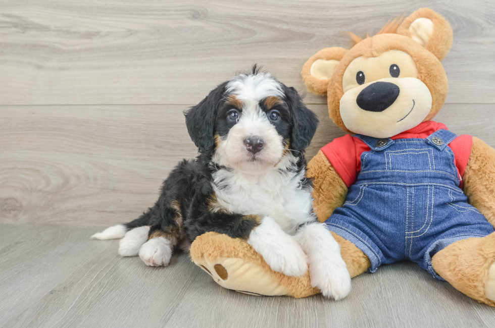 5 week old Mini Bernedoodle Puppy For Sale - Premier Pups