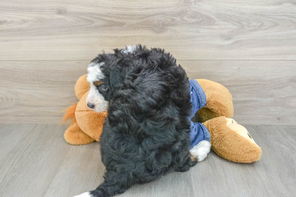 Small Mini Bernedoodle Baby