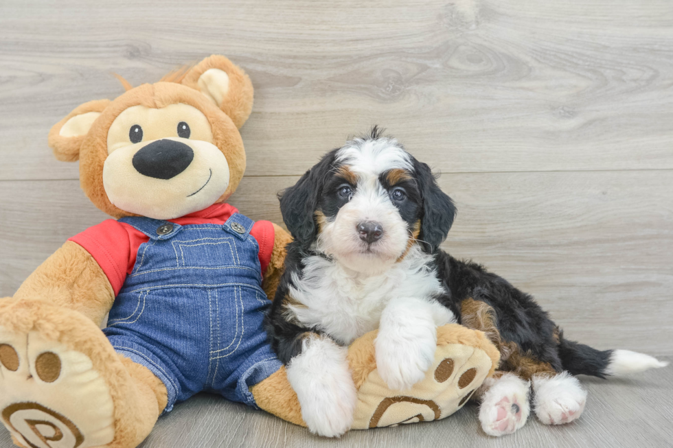 Mini Bernedoodle Puppy for Adoption