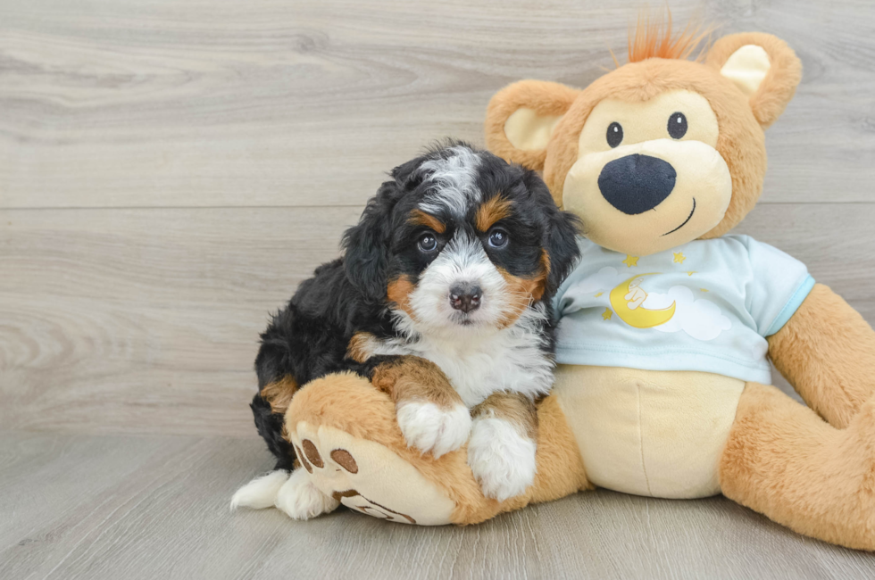 6 week old Mini Bernedoodle Puppy For Sale - Premier Pups