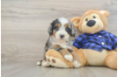Mini Bernedoodle Pup Being Cute
