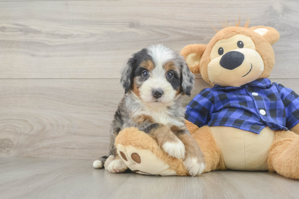 Mini Bernedoodle Pup Being Cute
