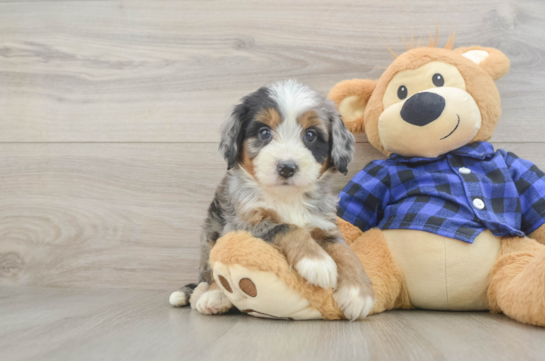 Mini Bernedoodle Pup Being Cute