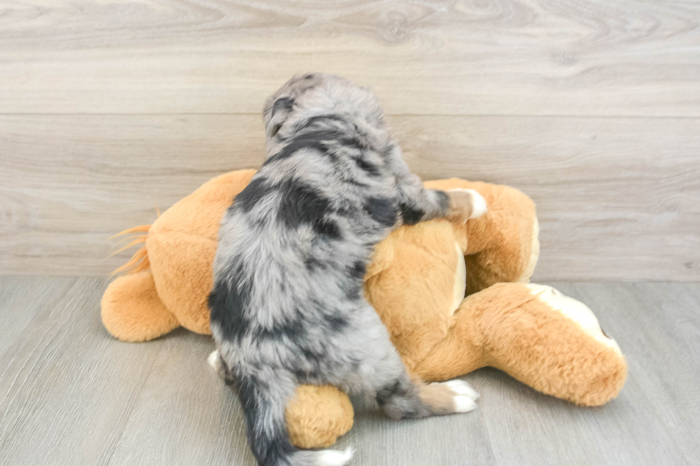 Mini Bernedoodle Puppy for Adoption